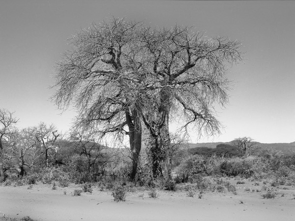 20100206-Baobab002
