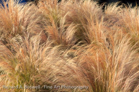 Stinson Grass I